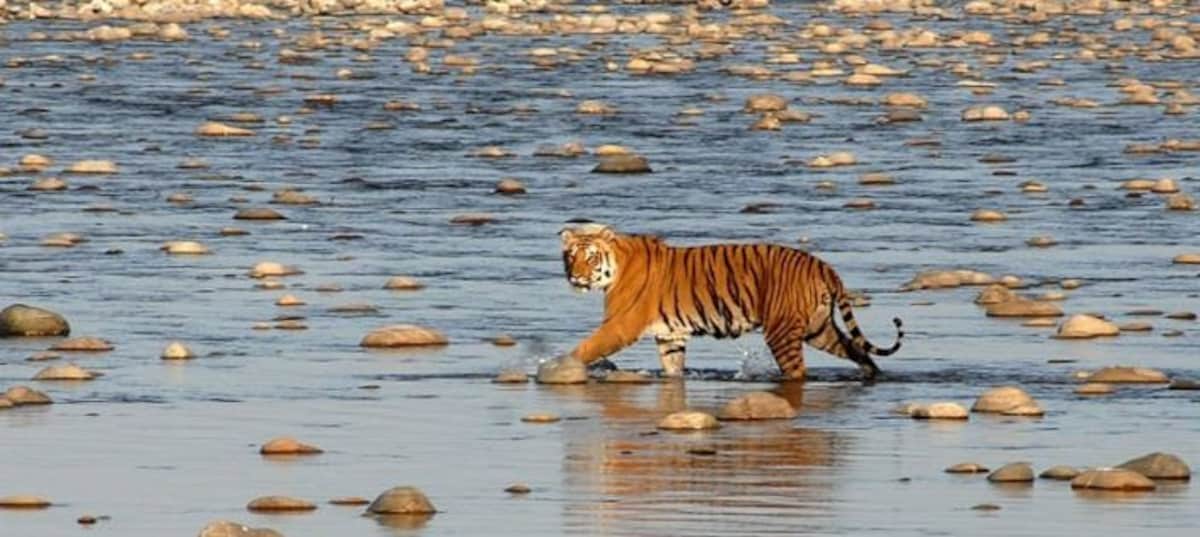Tiger Safari-4